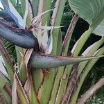 Strelitzia nicolai Flor