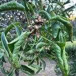 Pistacia atlantica Flower