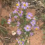 Machaeranthera tanacetifolia പുഷ്പം