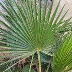 Washingtonia robustaΦύλλο