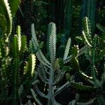 Euphorbia lactea Leaf