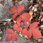 Rubus ferus Folha