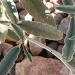 Solanum elaeagnifolium Corteccia