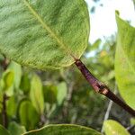 Laguncularia racemosa Folla