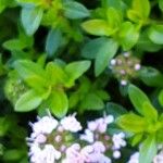 Thymus longicaulis 形態