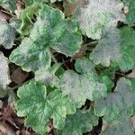 Heuchera pulchella 葉