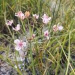 Butomus umbellatusFlower