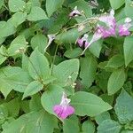 Impatiens balfourii Habit