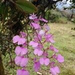 Ionopsis utricularioides ᱵᱟᱦᱟ