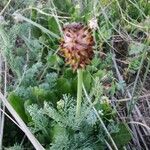 Platycapnos spicata 葉