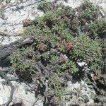 Limonium obtusifolium Habitat