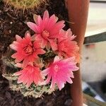 Gymnocalycium baldianum Плід