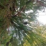 Pinus resinosa 葉