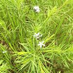 Amsonia ciliata Buveinė