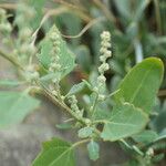 Chenopodium opulifolium Ліст