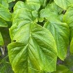 Tacca leontopetaloides Feuille