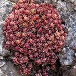Sedum andegavense 形態