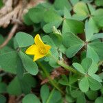 Oxalis suksdorfii Hoja