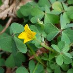 Oxalis suksdorfii Foglia