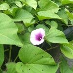 Ipomoea batatas花