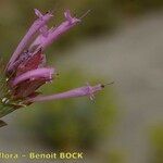 Thymus longiflorus Flower