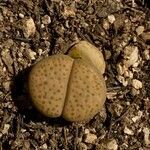 Lithops fulviceps Лист