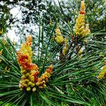 Pinus sylvestris 花