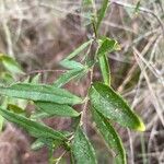 Billardiera scandens Leaf