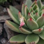 Echeveria agavoides (Fleur)