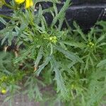 Senecio squalidus Листок