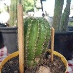Echinopsis oxygona 葉