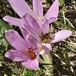 Colchicum cupanii Квітка