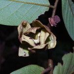 Uvaria scabrida Flower