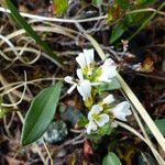 Cardamine resedifolia Fleur