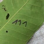 Psychotria gilletii Leaf