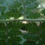 Microlepia speluncae Leaf