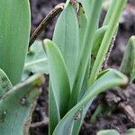 Galanthus elwesii Likasa