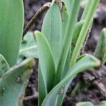 Galanthus elwesii Blad