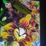Stanhopea tigrina Flor