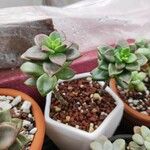 Graptosedum vera higginsBlatt