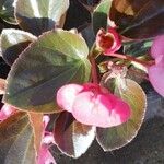 Begonia cucullata cv. 'Doublet Rose Pink' Blatt