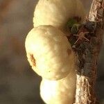 Ficus salicifolia Fruit