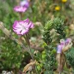 Silene sericea Fruit