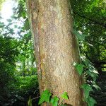 Stewartia monadelpha Kabuk