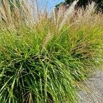 Miscanthus sinensis Libunga