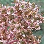 Rodgersia aesculifolia Fruto