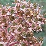 Rodgersia aesculifolia Frutto