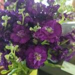Primula hirsutaBlomst