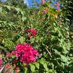 Bougainvillea glabraᱵᱟᱦᱟ