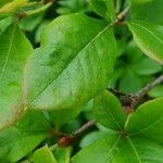 Rhododendron arborescens Φύλλο